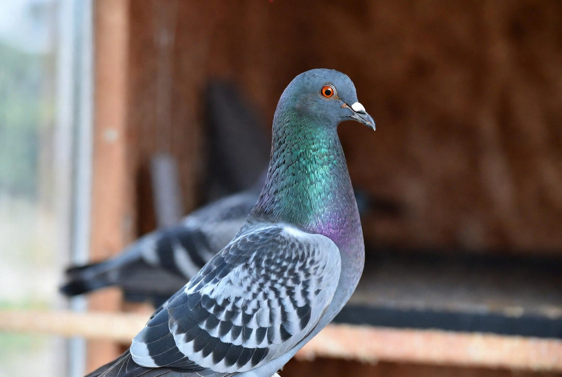 The Gut Secret Behind Strong, Winning Pets 🐾🕊️