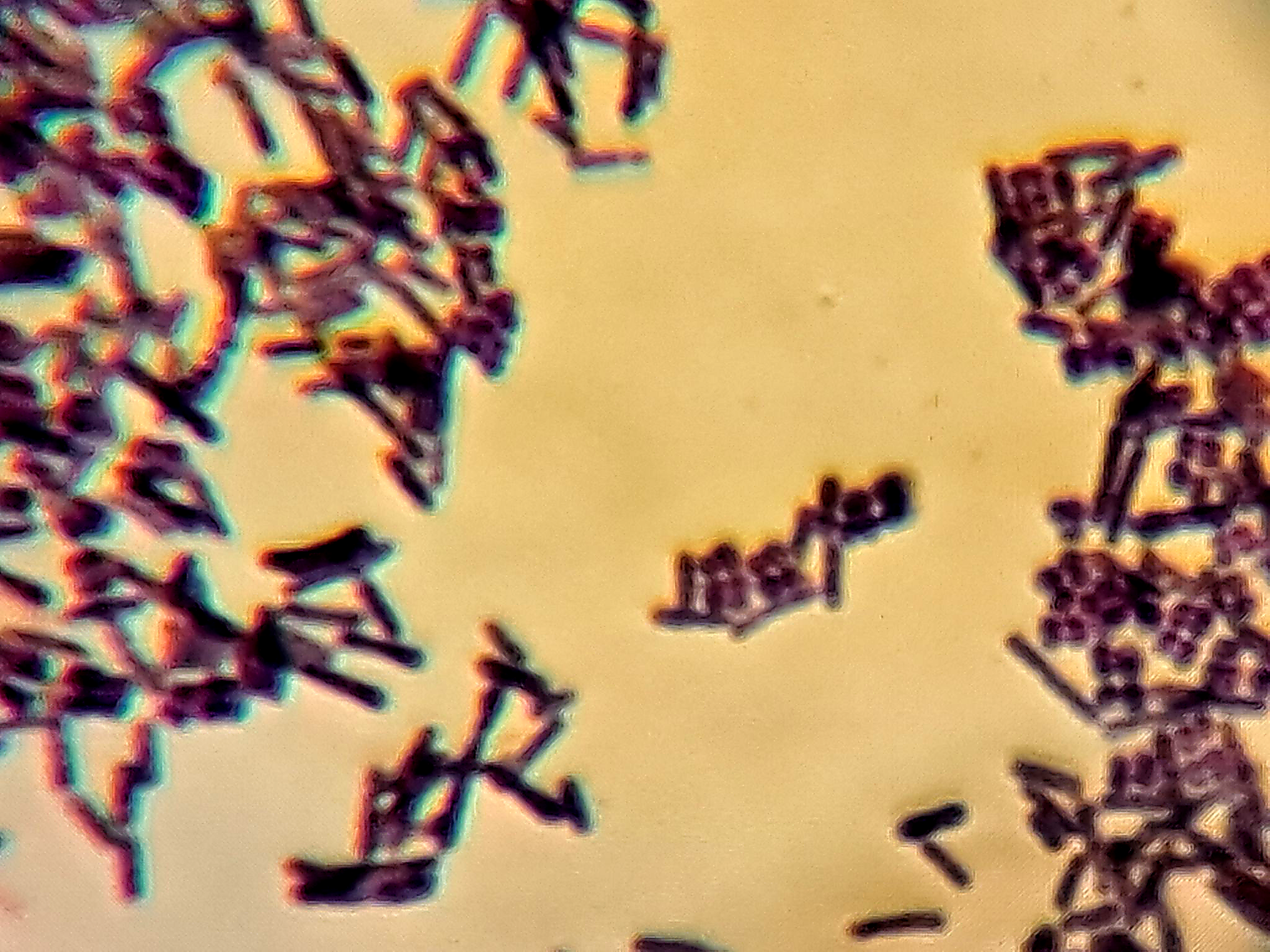 Balancing the Gut Microbiome: How KOSMOFERMENT Supports Natural Disease Resistance in Animals